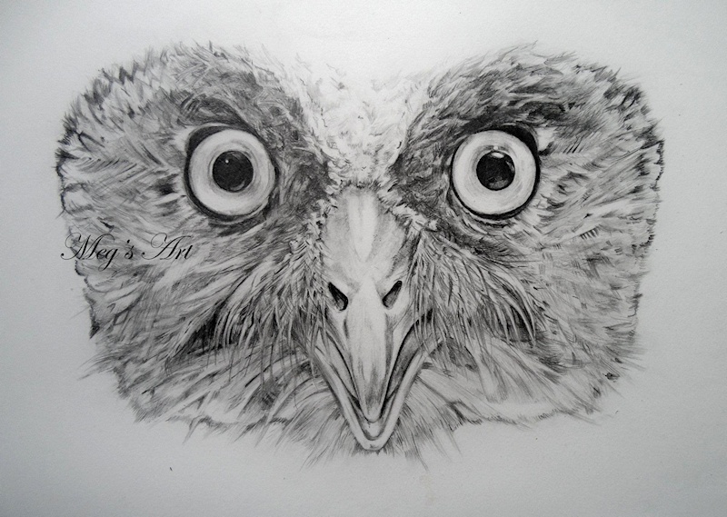 Owl Face