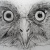 Owl artwork by Megan Humphries