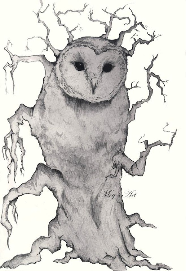 Barn Owl