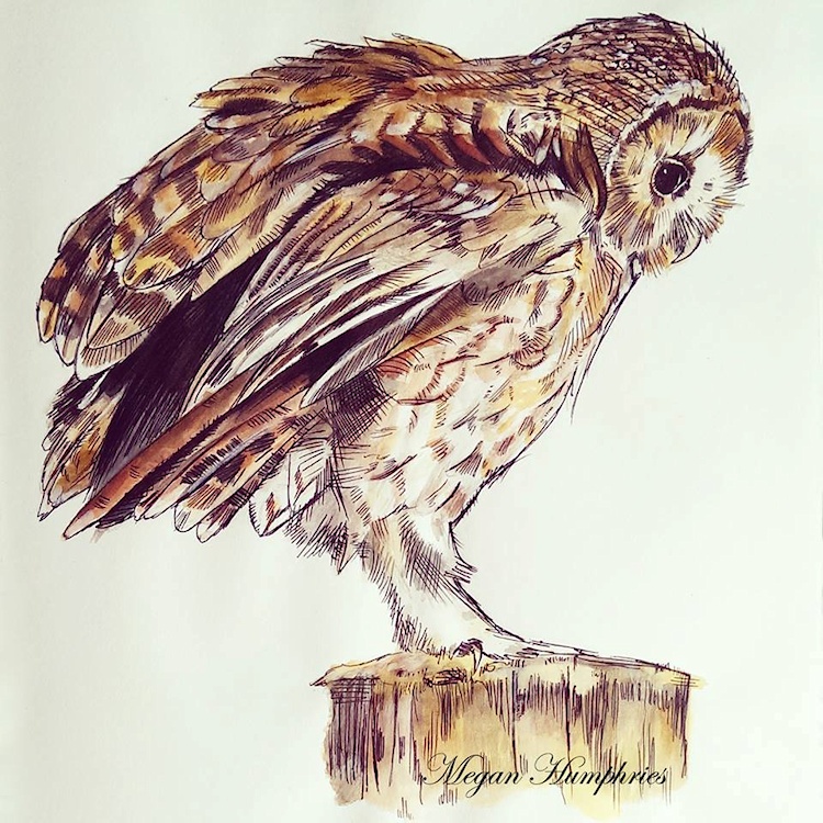 Tawny Owl