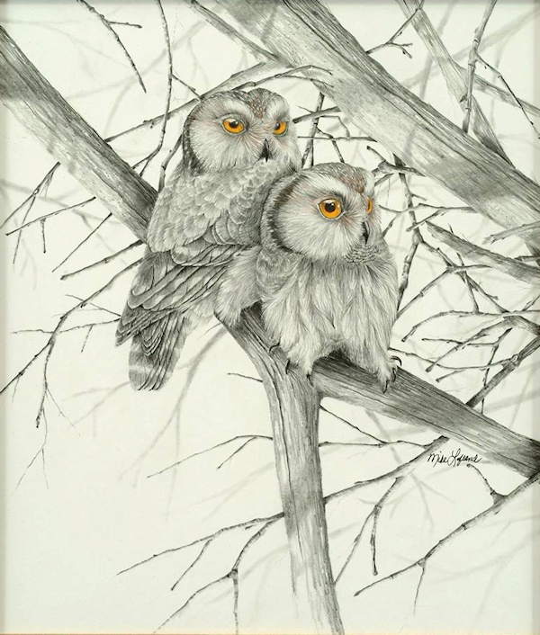 Northern Saw-whet Owls