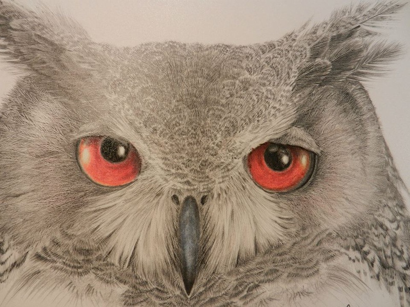 Eagle Owl drawing