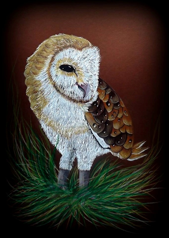 Barn Owl drawing