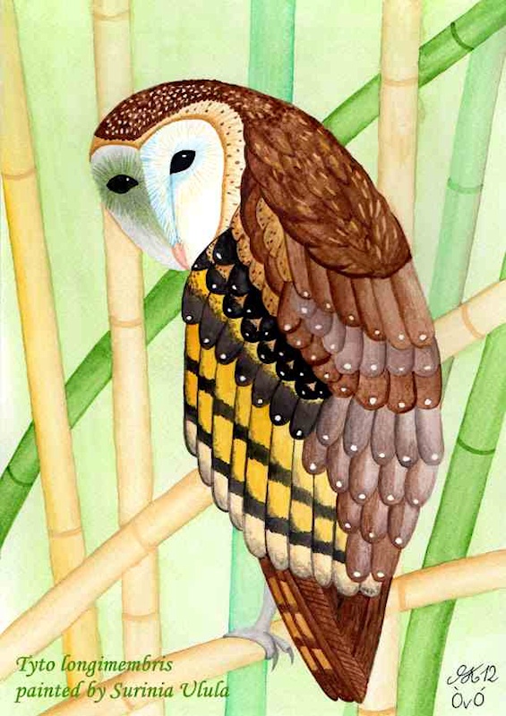 Grass Owl drawing