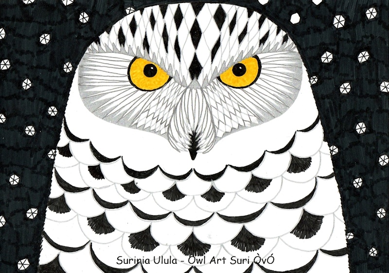 Snowy Owl drawing