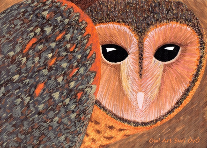 Barn Owl drawing