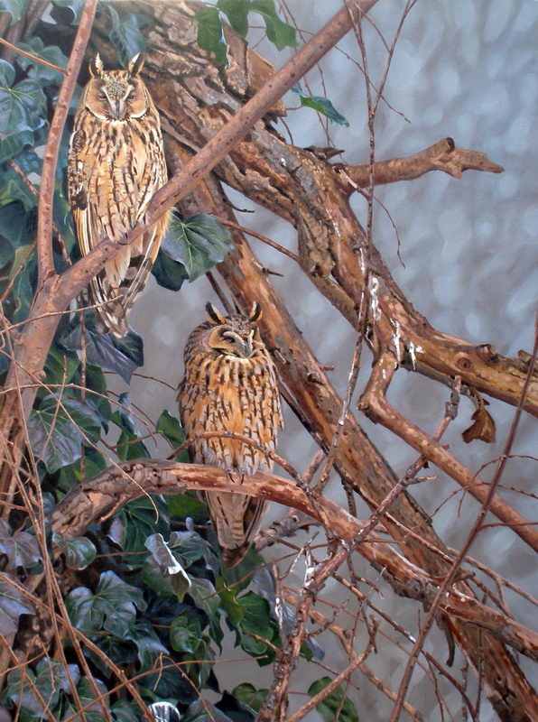 painting of Long-eared owls