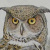 Owl paintings by Thomas Bennett