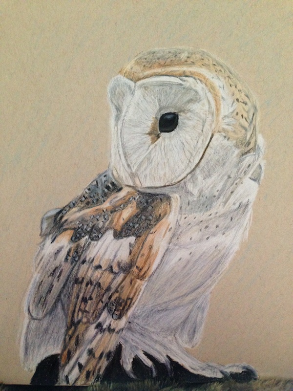 Barn Owl drawing