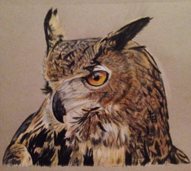 Eagle Owl drawing
