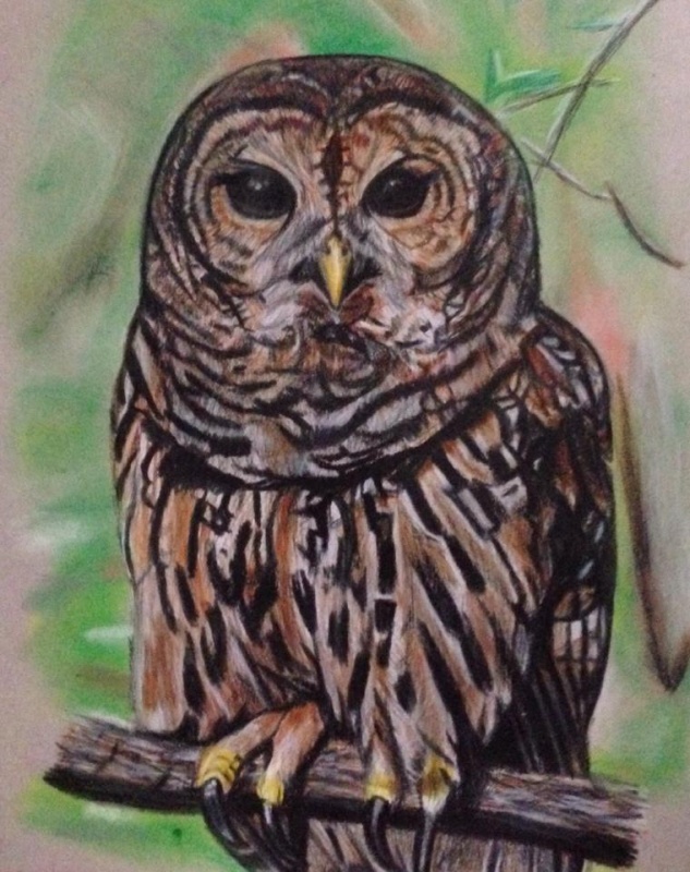 Barred Owl art