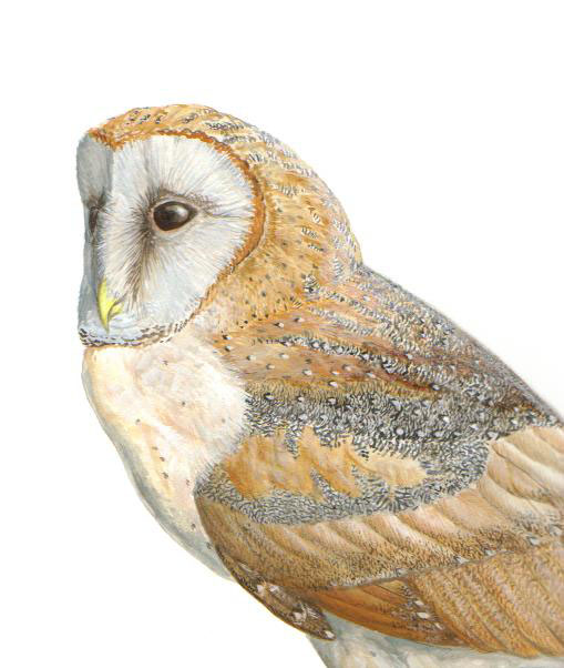 painting of a Barn Owl