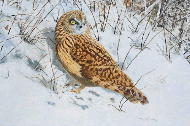 painting of a Short-eared Owl