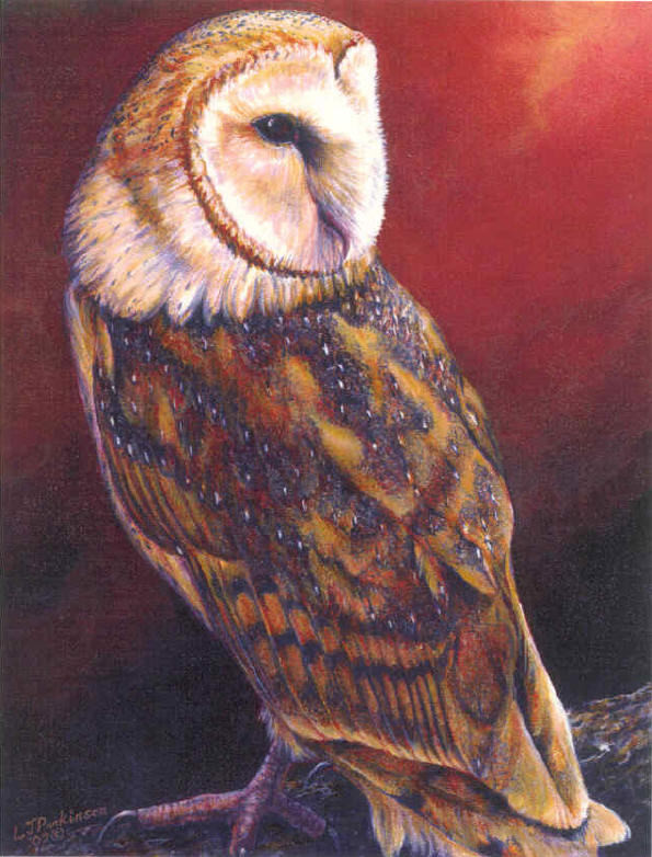 Barn Owl painting