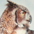 Owl paintings by Linda Parkinson
