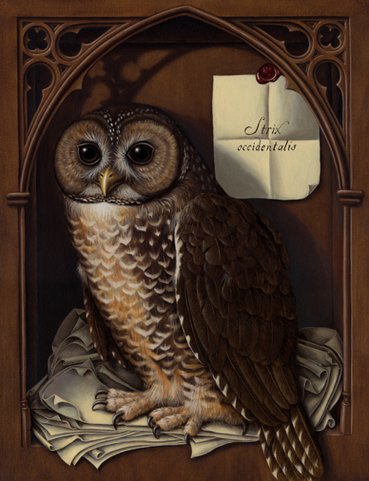 Spotted Owl painting