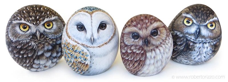 painted owl rocks