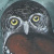 Owl paintings by Sujan Henkanaththegedara