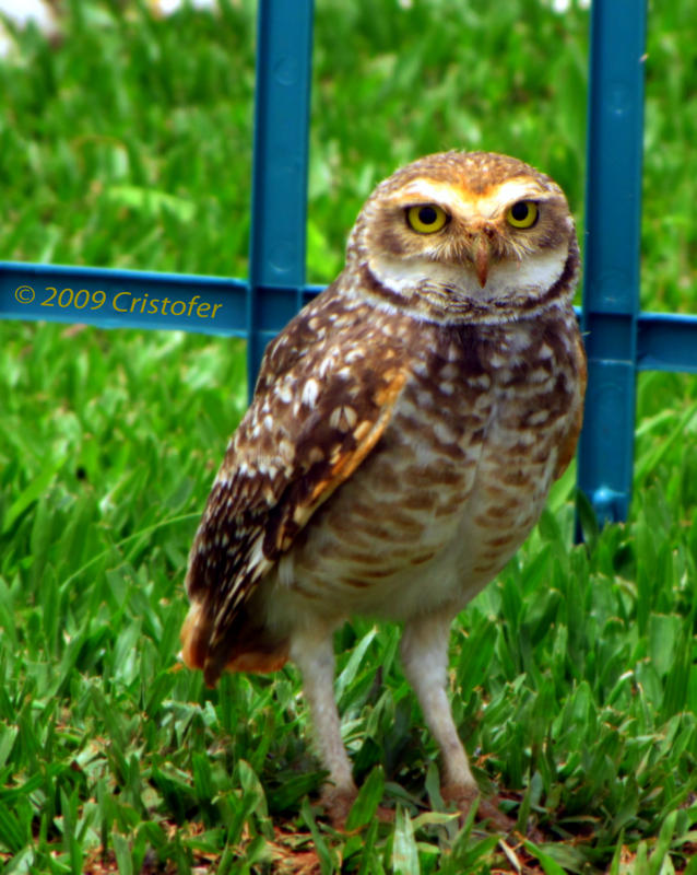 Burrowing Owl