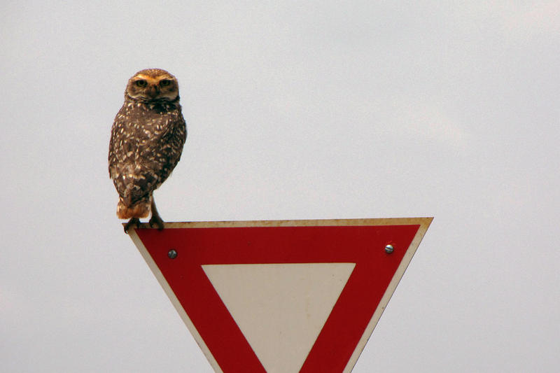 Burrowing Owl