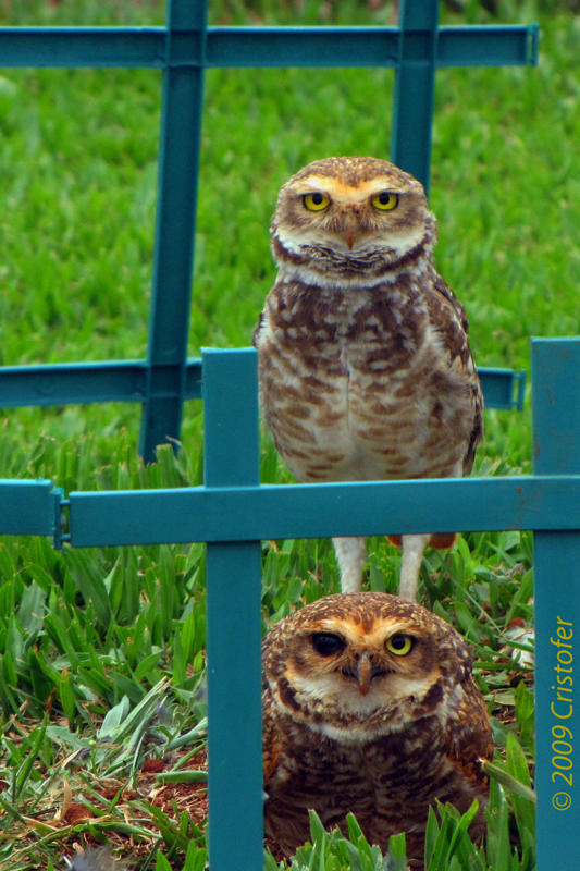 Burrowing Owls