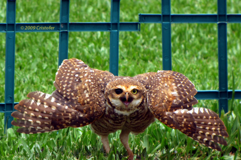 Burrowing Owl