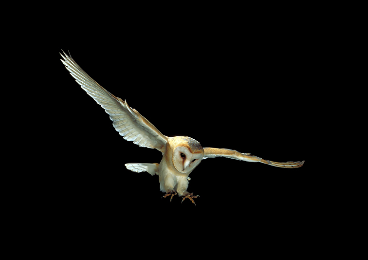 Barn Owl Swooping