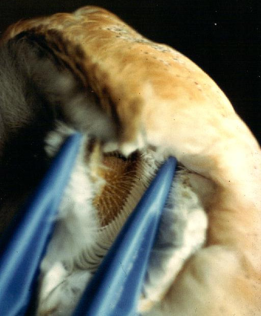 Barn Owl ear