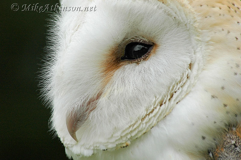 Barn Owl face