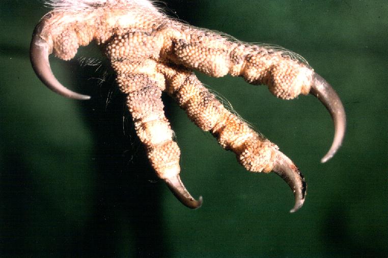 Barn Owl foot