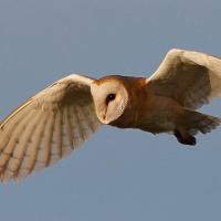 Owl Feathers & Flight