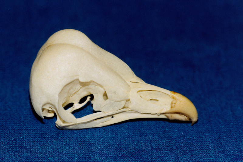 Barn Owl skull