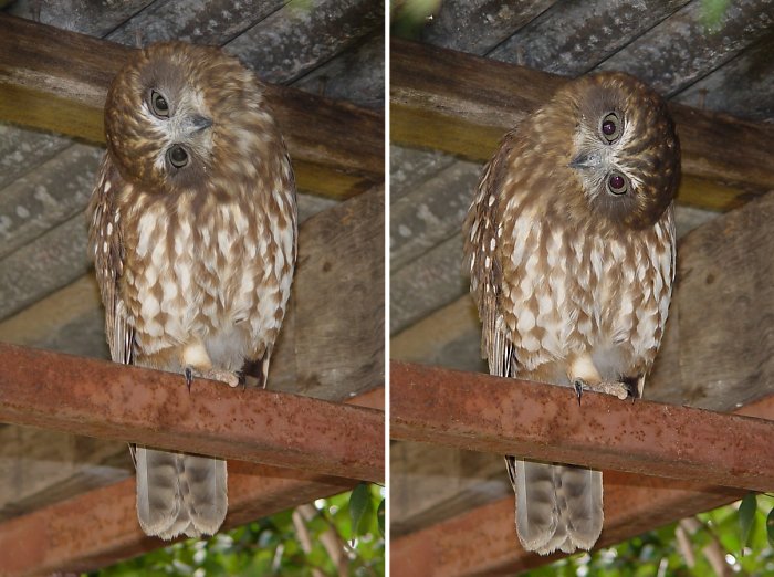 Boobook Owl bobs head