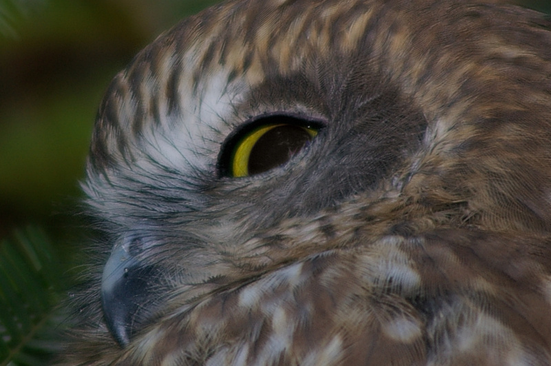 Boobook Owl facial feathers