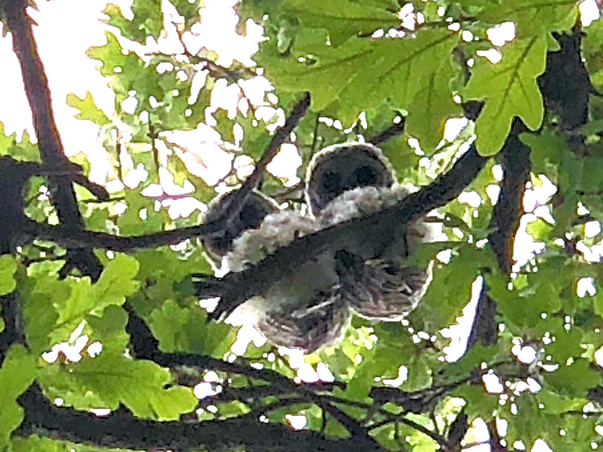 Baby Barred Owl