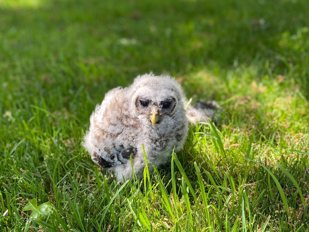 Baby Barred Owl