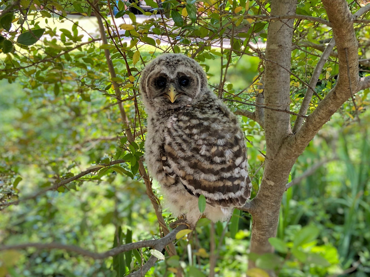 Baby Barred Owl