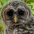 Baby Barred Owls in Oklahoma