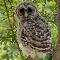 Baby Barred Owls in Oklahoma