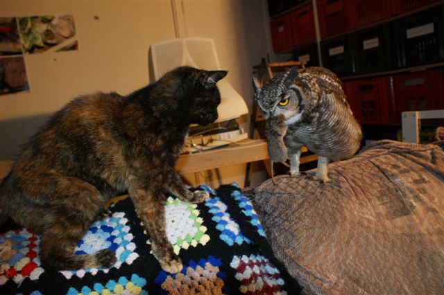 The Caring Owl feeds the cat