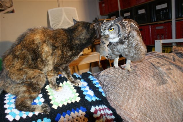 The Caring Owl feeds the cat