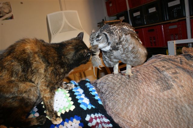 The Caring Owl feeds the cat