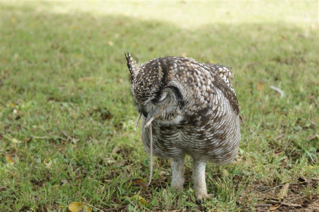 The Caring Owl