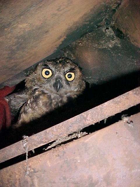 Great Horned Owl in Chimney