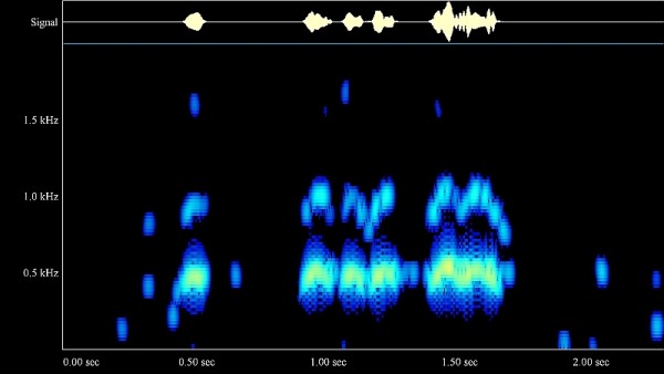 African Wood Owl song