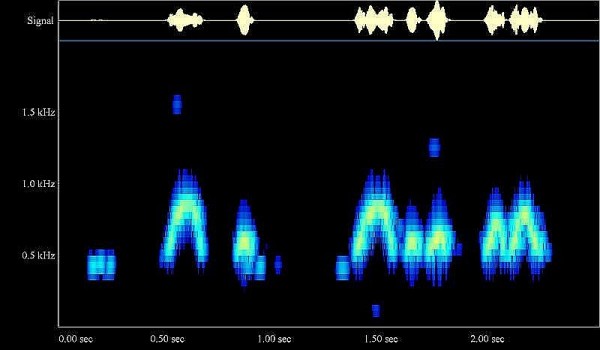 African Wood Owl song