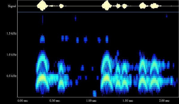 African Wood Owl song