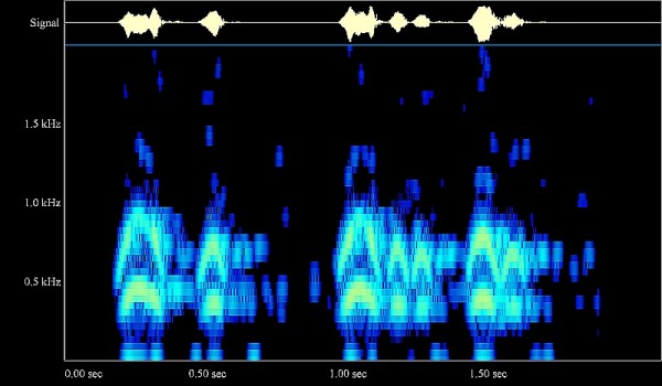 African Wood Owl song