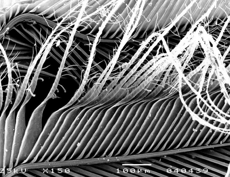Owl feather under microscope