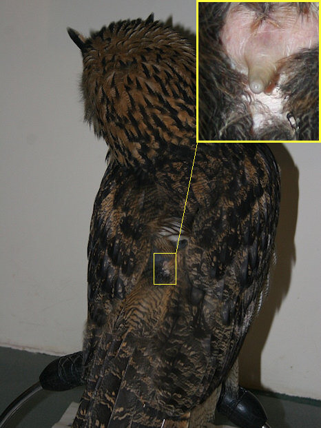 Eagle Owl Uropygial gland
